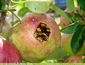 Apple Bees