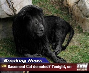 Breaking News - Basement Cat demoted? Tonight, on