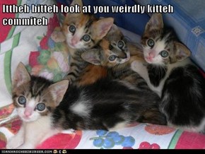Ittheh bitteh look at you weirdly kitteh commiteh