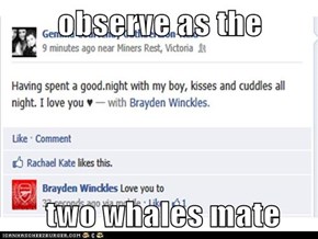 observe as the   two whales mate