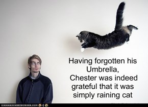Having forgotten his Umbrella,  Chester was indeed  grateful that it was simply raining cat