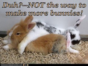 Duh?--NOT the way to make more bunnies!