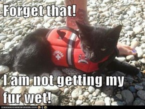 Forget that!  I am not getting my fur wet!