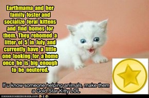 Gold Star Kitteh Awarded to earthmama!