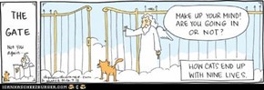 How Cats End Up With Nine Lives