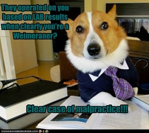 They operated on you based on LAB results when clearly you're a Weimeraner?