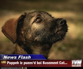 News Flash - Puppeh iz puzes'd bai Basement Cat...