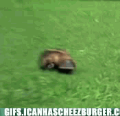Animal Gifs: Platypus Waddle