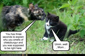 Think fast, kitteh!