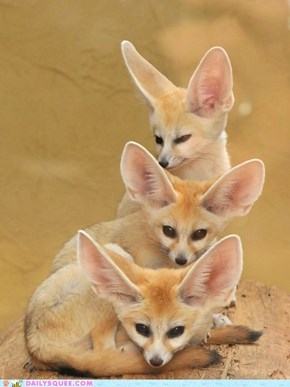 Daily Squee: Squee Spree - Fennec Totem Pole 