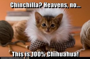 Chinchilla? Heavens, no...  