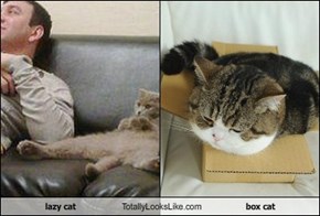 lazy cat Totally Looks Like box cat