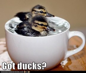 Got ducks?