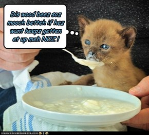 HOW TO FEED A KITTEH !