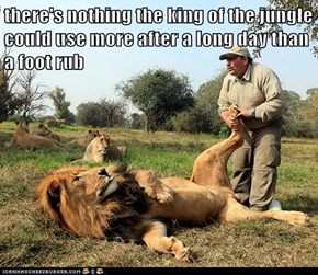 there's nothing the king of the jungle could use more after a long day than a foot rub