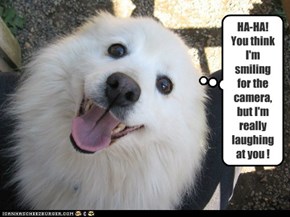 DOGGY HUMOR !