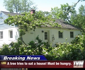 Breaking News - A tree tries to eat a house! Must be hungry.