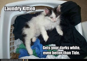 Laundry Kitten