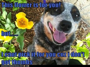 This flower is for you! but...... I cant pick it for you cuz i don't got thumbs