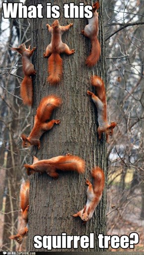 Squirrel to Tree Ratio 8/1