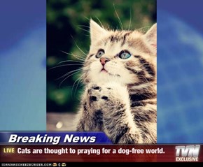 Breaking News - Cats are thought to praying for a dog-free world.