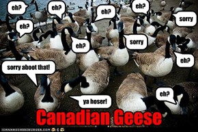 Canadian Geese, eh?