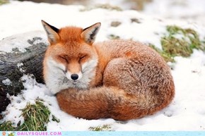 Snow Dusted Fox 
