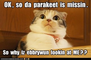 OK ,  so  da  parakeet  is  missin .