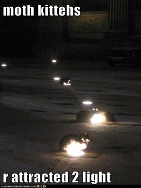 moth kittehs  r attracted 2 light