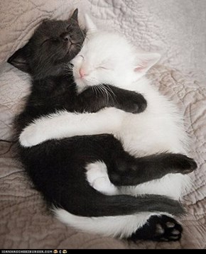 Cyoot Kittehs of teh Day: Yin-Yang Cuddles