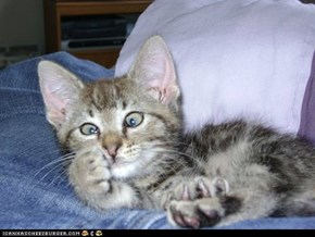 Cyoot Kitteh of teh Day: Cross-Eyed Cutie