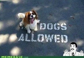 Watch Out Guys, We've Got a Dog Over Here