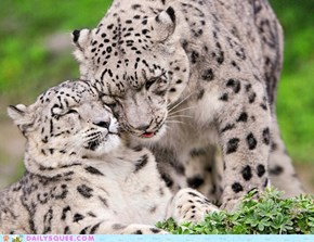 Squee Spree: Schnuggles 