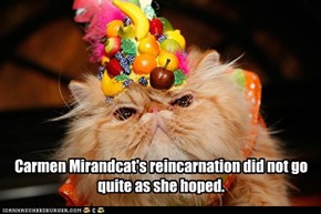 Carmen Mirandcat's reincarnation did not go quite as she hoped.