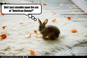 Did I just stumble upon the set of "American Bunny?"