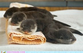 Otters in a Blanket 
