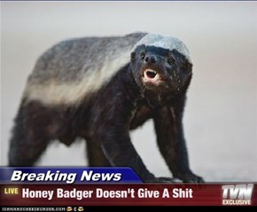 Breaking News - Honey Badger Doesn't Give A Shit