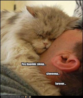 Yes hoomin, sleep...