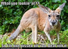 What you lookin' at??  So I'm one pissed off 'roo. Deal wth it.
