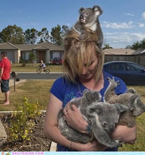 Koala Accessories 