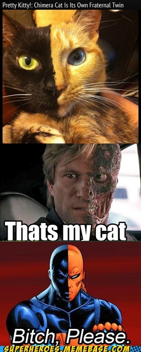 Deathstroke Kitty Is Not Amused.