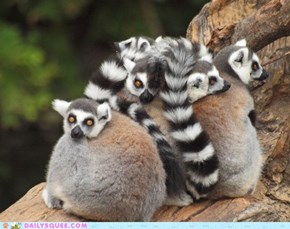 Ringtail Cuddle Puddle 