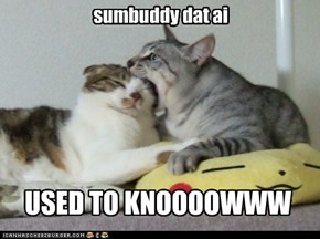 sumbuddy dat ai