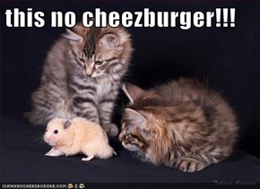 this no cheezburger!!!
