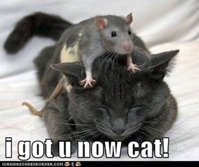 i got u now cat!