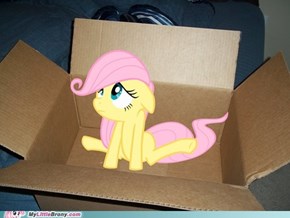 My Little Fluttershy