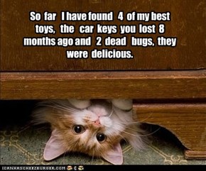 So  far   I have found   4  of my best toys,   the   car  keys  you  lost  8  months ago and   2  dead   bugs,  they  were  delicious.