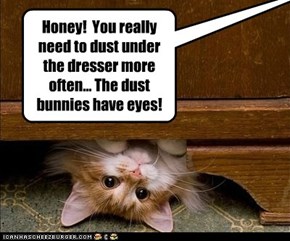World Record Dust Bunny