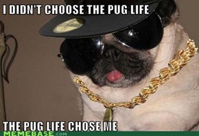 A Pug's Life