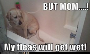 BUT MOM....!  My fleas will get wet!